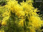 SUPERMEGA MAZZO DI MIMOSE 2