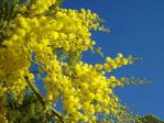 MAZZO DI MIMOSE